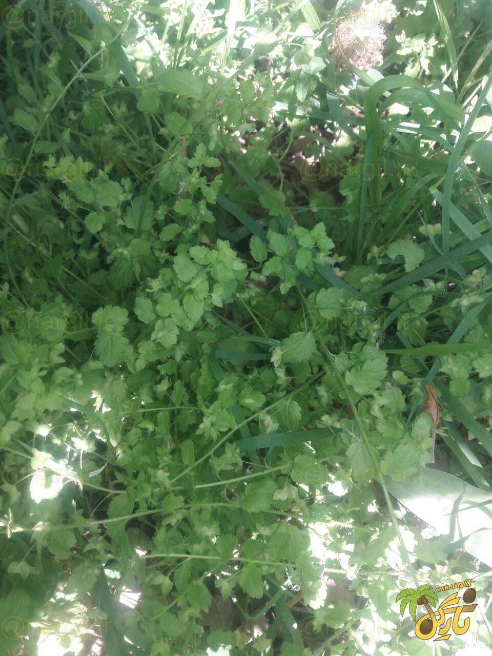 Veronica anagallis